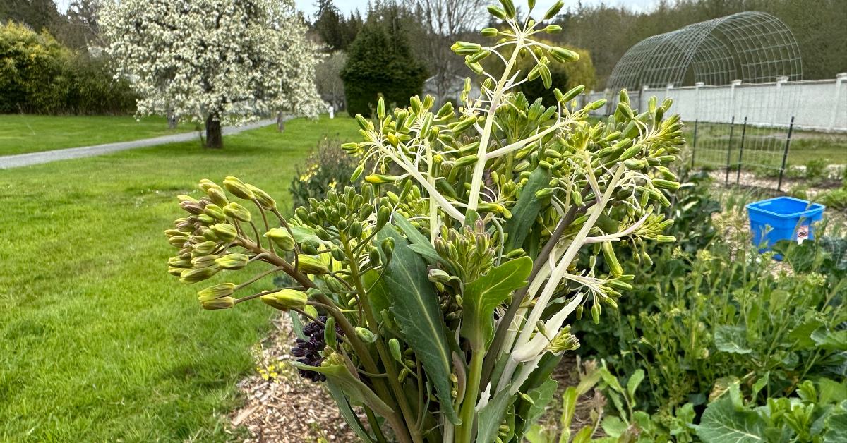 A bunch of rapini in front of a garden plots with a blooming tree in the background