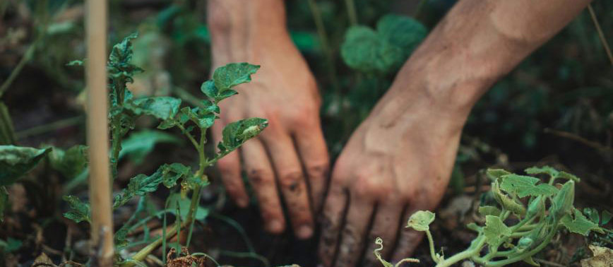 Two hands digging into the earth to plant a garden