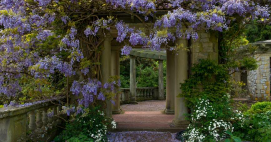 Free admission: garden gates swing open at Royal Roads