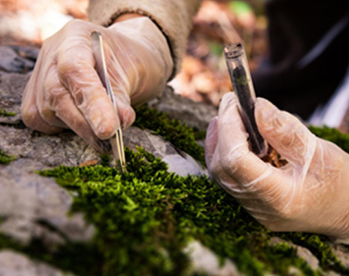 An RRU student plucks samples of foliage from a rockface to place into a tube.