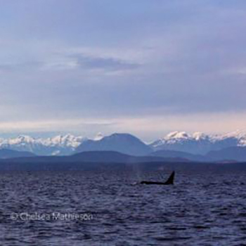 View of the sea with mountains in the distance across the water.