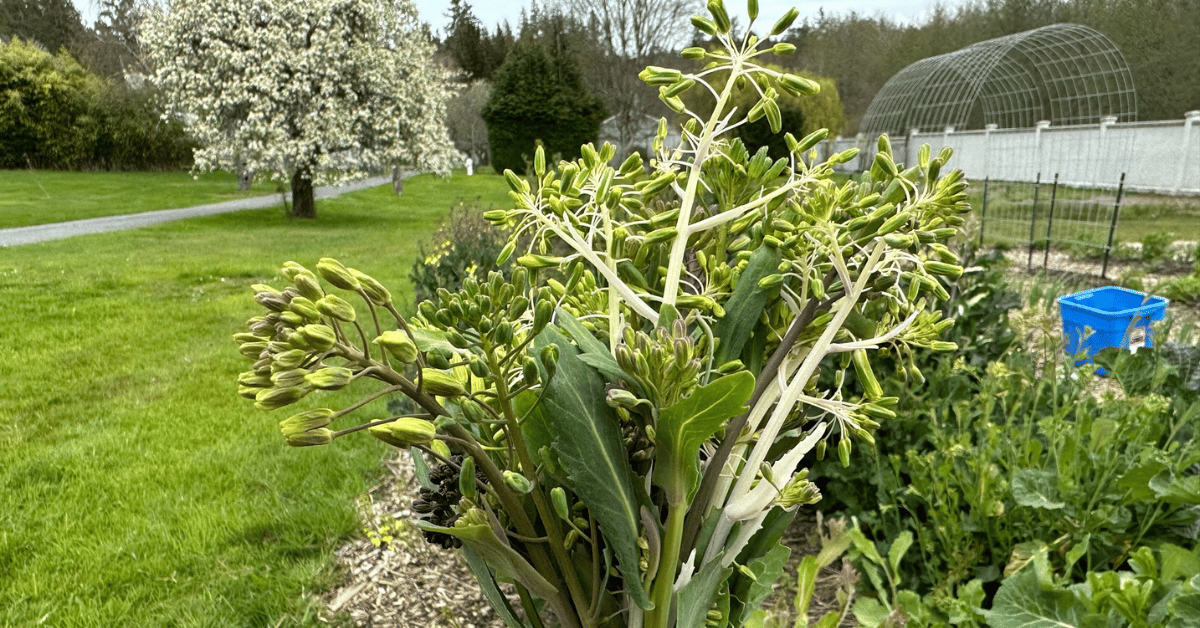 Handful of fresh rapini held in front of a garden plot.