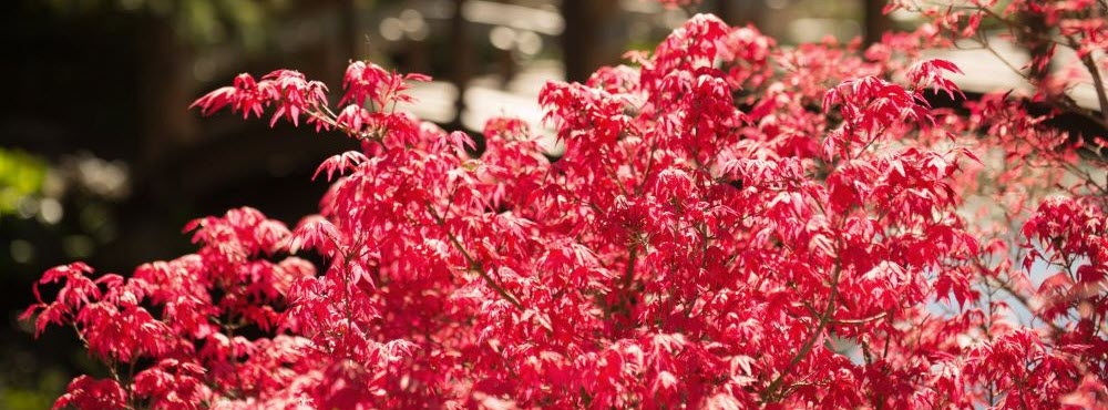 Japanese maple