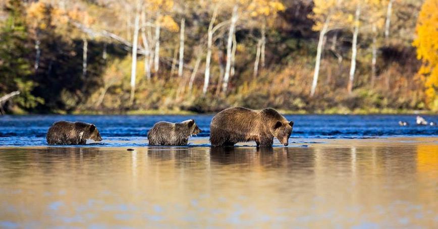 Mom and bear cubs standing in water in front of a forest backdrop