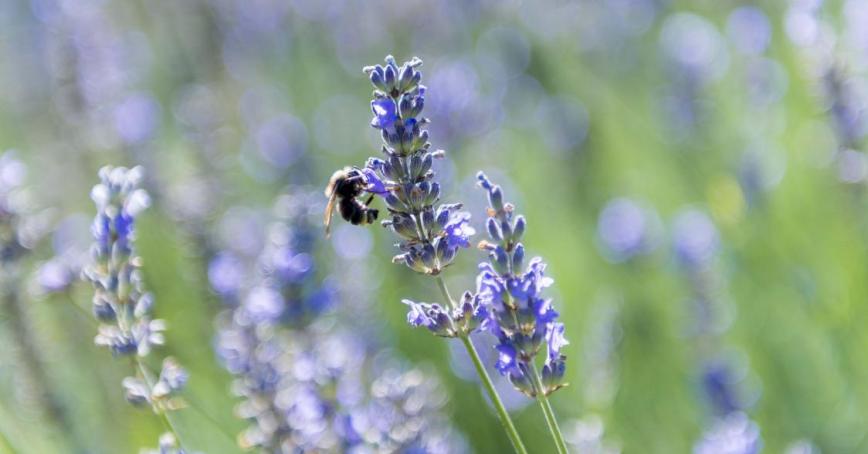 Bumblebee in a garden of lavender.