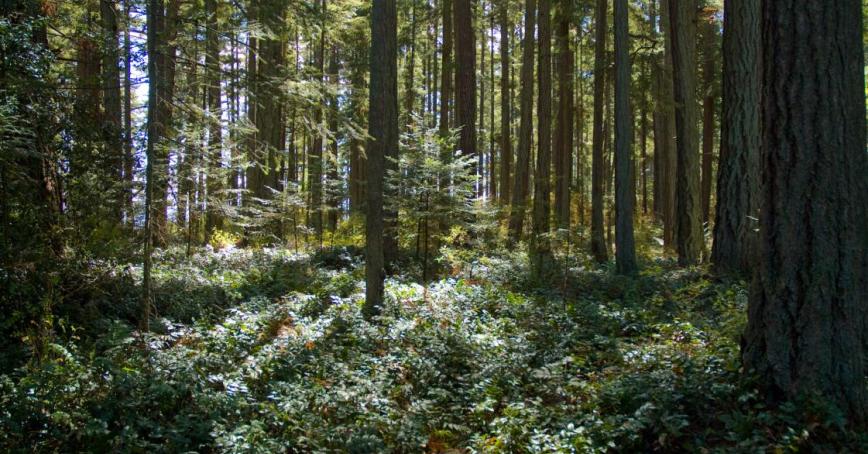 Sunlight on trees in a forest.
