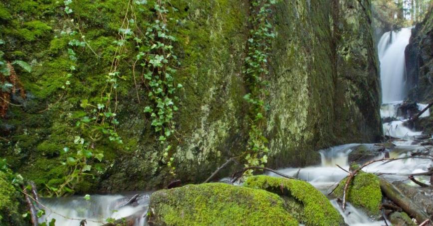 Moss covered tree next to creek along Charlie's Trail.