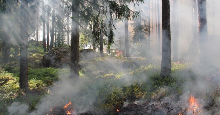 Forest fire season