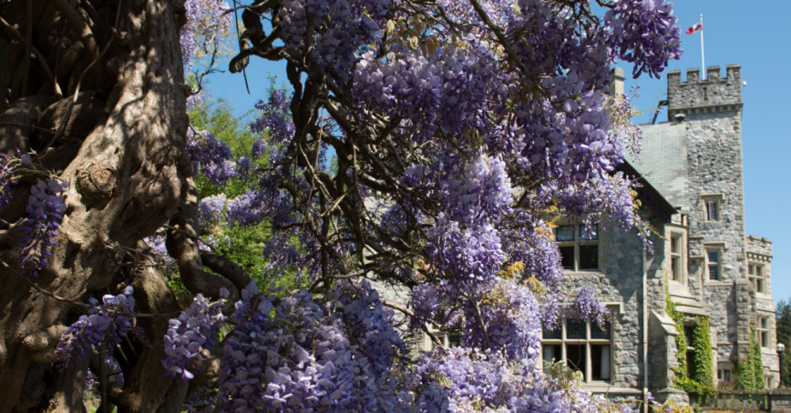 Hatley Castle to the right and a tree with purple flowers to the right and middle, which covers half the Castle.