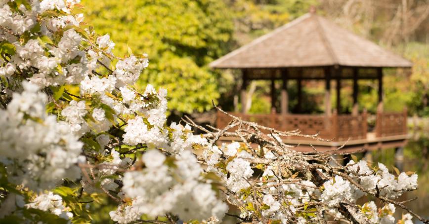Japanese Garden