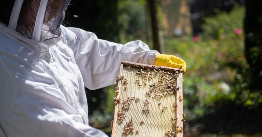 A person wearing a beekeeper helmet and white coat with yellow gloves carefully holds a screen removed from the bee hive in the RRU apiary.