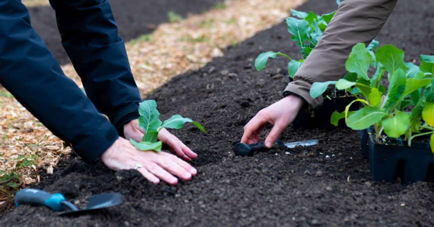 Picture of two people planting a garden. Just their hands, dirt and plants