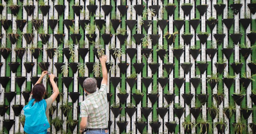 Two people looking at a wall covered with plants