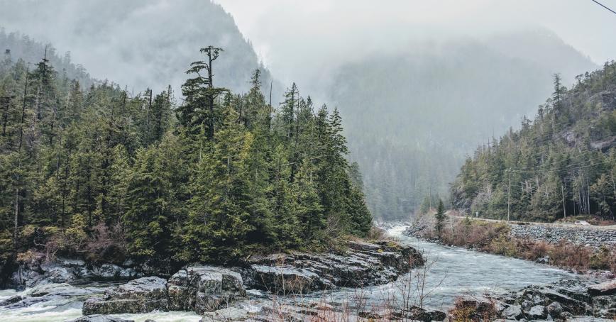 smoke in the air near a forest in british columbia