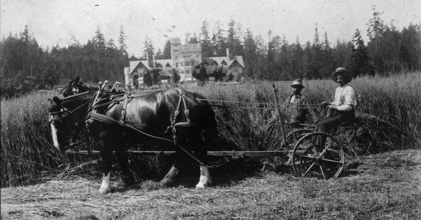 From a Dunsmuir family album, two men threshing hay in the field in front of the castle. A European man is seated driving the horses and a Chinese man walks alongside with a pitchfork.