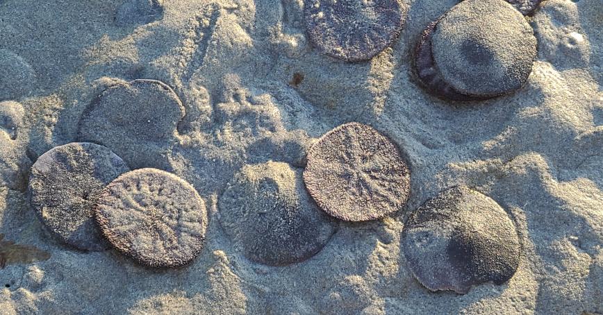 photo of sand dollars