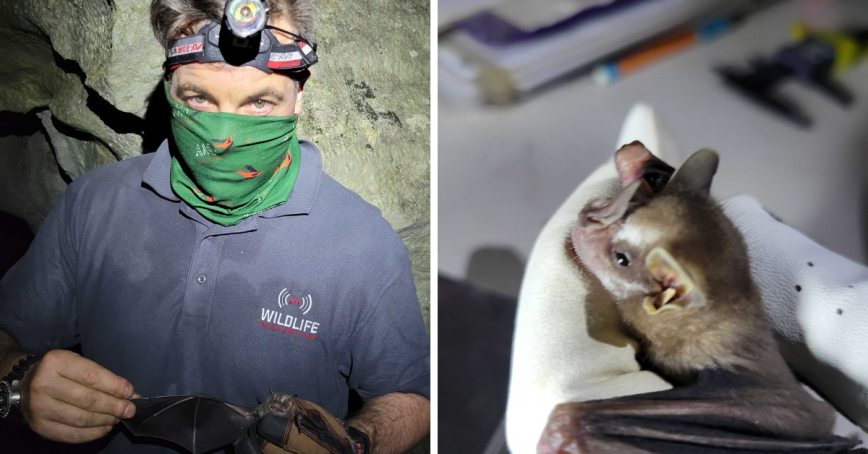 Man wearing headlamp and mask in a cave; image to the left a small bat held in a gloved hand