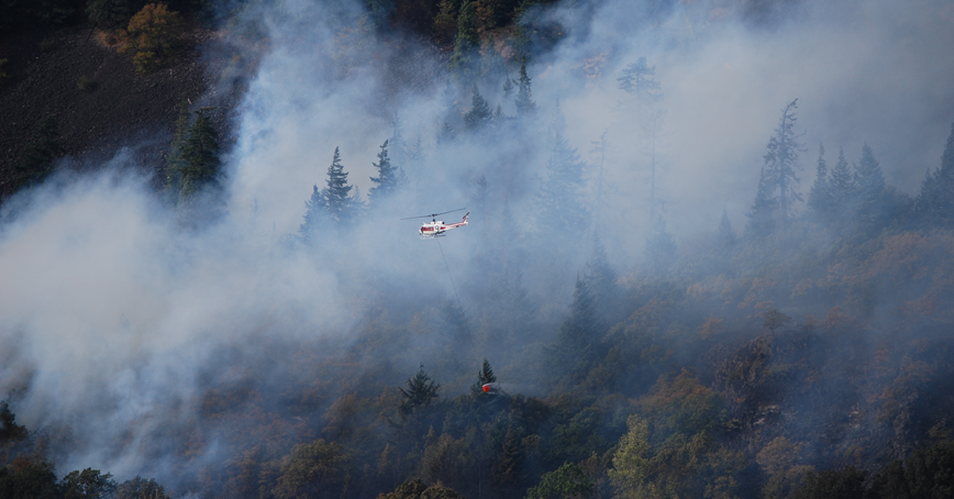 wildfires in a forest