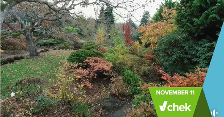 Screen shot of garden from promo video.