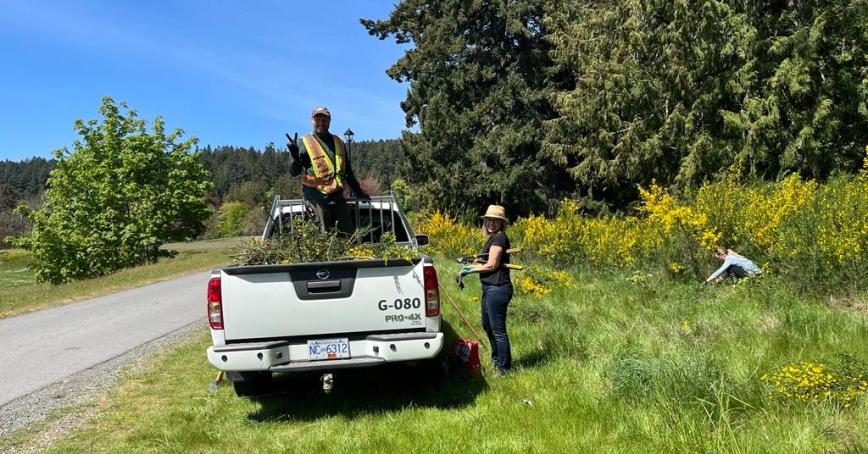 White truck with man standing in the truck bed amongst scotch broom. Woman standing near truck with another woman in the background cutting scotch broom.