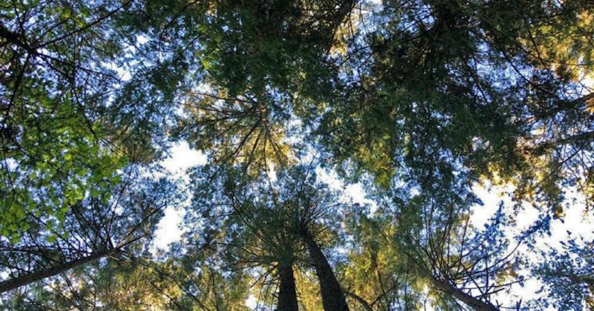 Looking up into the trees.