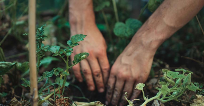 Hands planting in garden