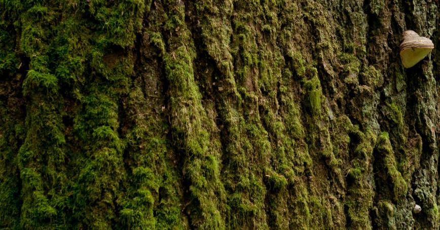 Close up of tree bark covered in moss.