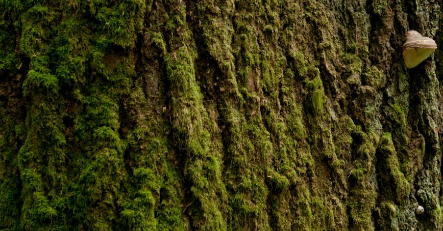 Close up of tree bark covered in moss. 