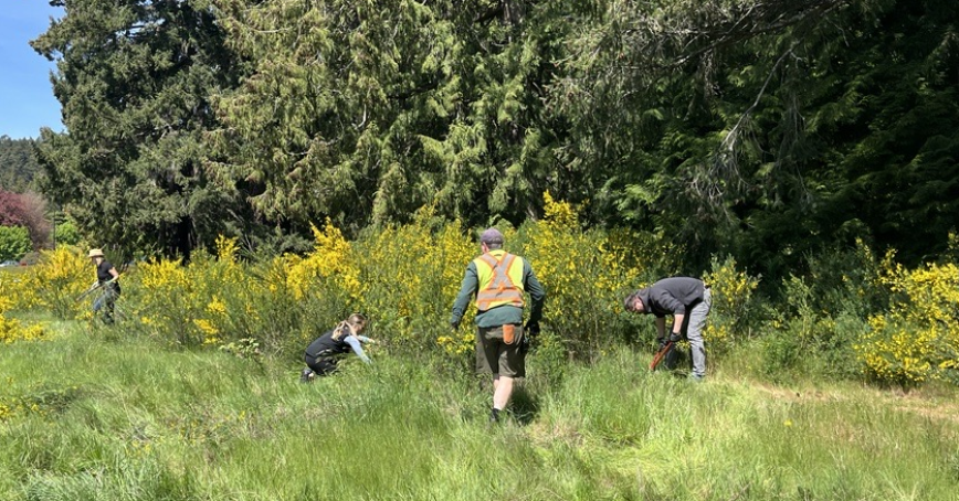 staff removing Scotch broom plants