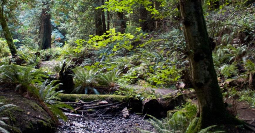 Charlie's Trail - forest and creek