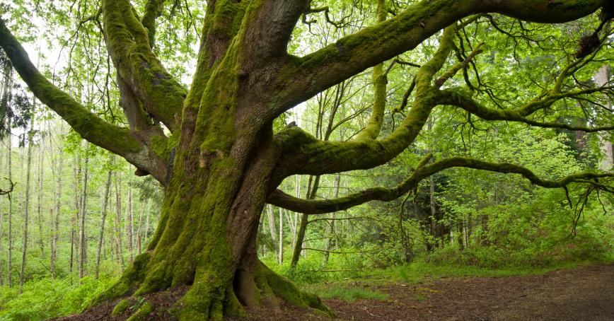 Royal Roads University