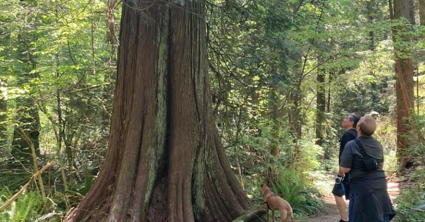 two adults looking up at a large coniferous tree