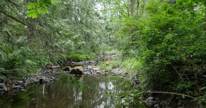 Photo by Brian White; A small clear pool of water surrounded by lush green trees 