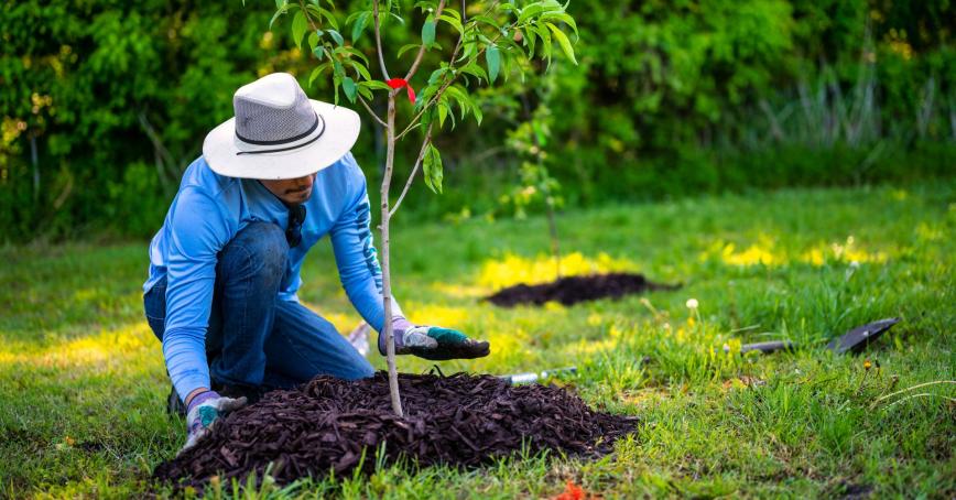Person planting a tree into soil