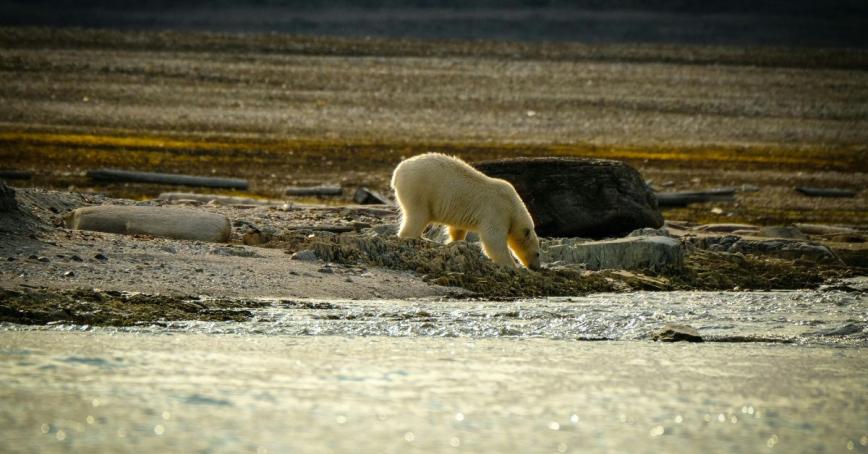 A polar bear walks on dry ground