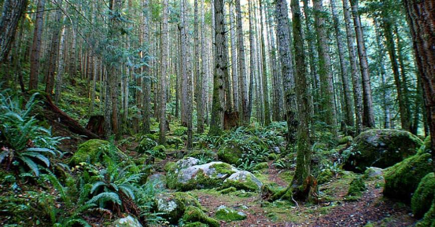 Royal Roads University