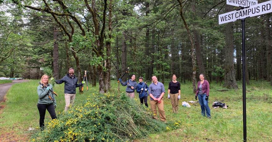 staff removing Scotch broom plants