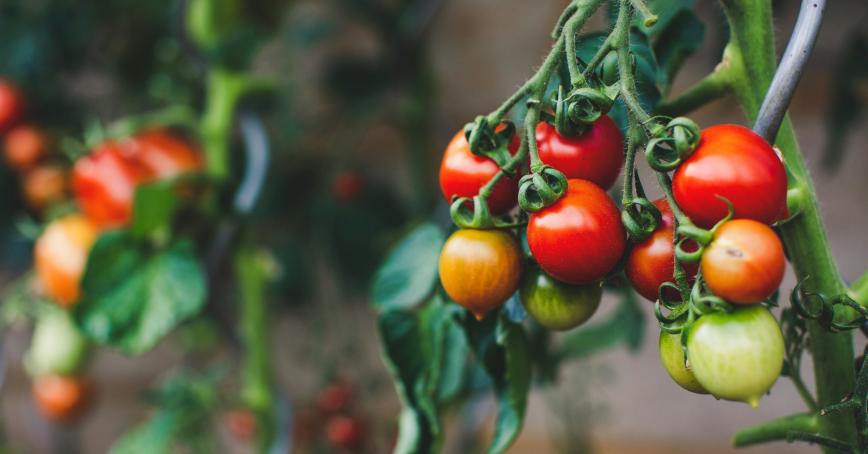 Small tomatoes growing on the vine