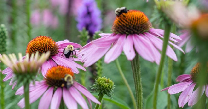 Two bees are hovering over purple daisies