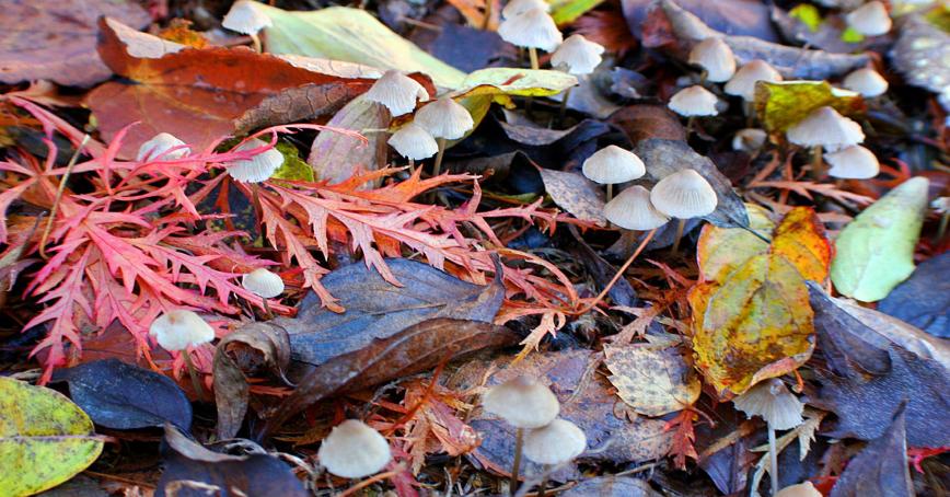 Royal Roads University