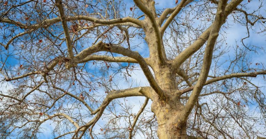 A beech tree with a blue sky in the background
