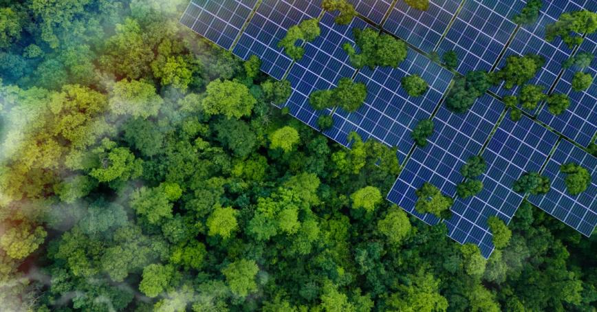 A dense forest meets rows of solar panels