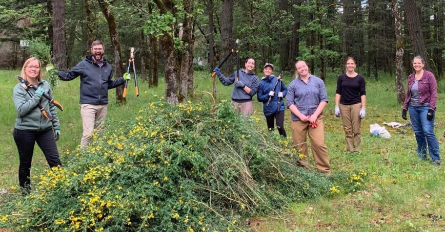 staff removing Scotch broom plants