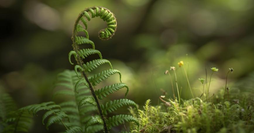 Close up image of fern and moss (stock photo)