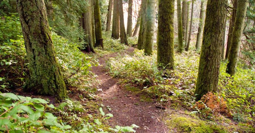 A path winding through the forest