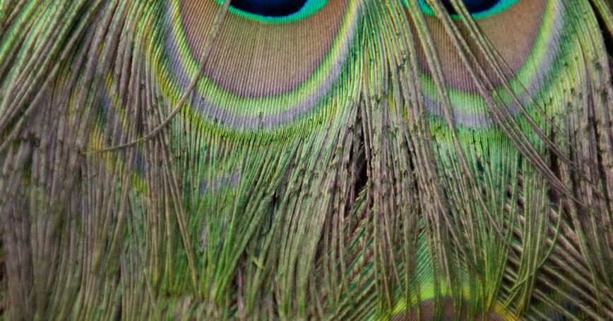 peacock feathers