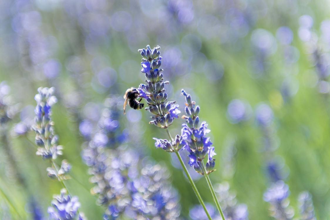 Bumblebee in a garden of lavender.