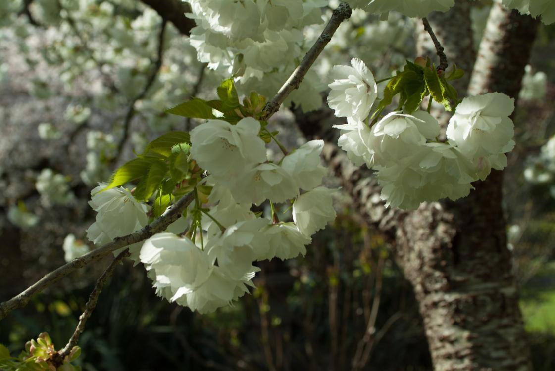Tree with white blossoms in Japanese Garden.