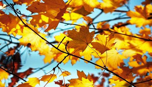 Fall-leaves-against-sunlit-sky