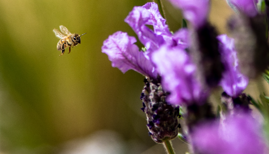 Honey bee going to land on a flower.